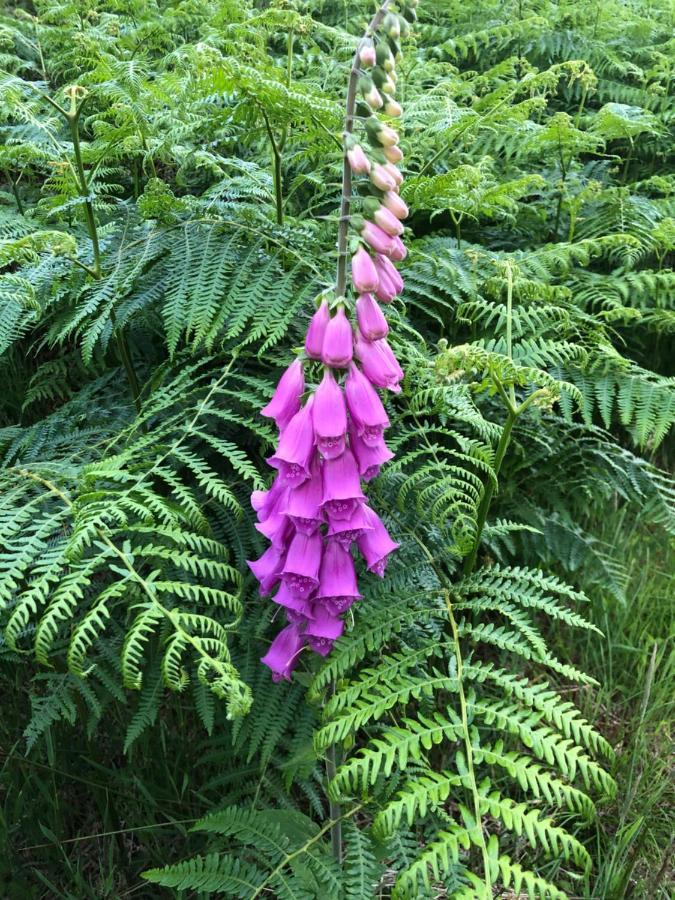 Foresters Lodge Bed And Breakfast, Near Loch Ness Inverfarigaig Exterior foto